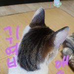 고양이 뒷<b>통수</b> 볼 사람