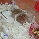 [햄스터<b>햄</b><b>찌</b>] 요번에 첨 <b>햄</b><b>찌</b> 키우는 남자 입니다