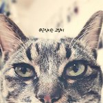 [고양이] 흔한 <b>집</b>냥<b>이</b>의 외모