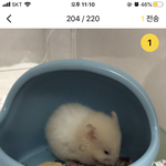 [드루와] 울 골댕<b>햄스터</b> 크기변화 볼새롬