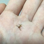 벌써 모기 실화냐