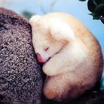 흰색 <b>물감</b> 칠해놓은 듯한 동물들