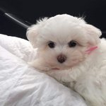 맨날올리지만 또 올리는 강아지