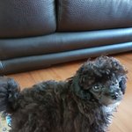 [강아지] 점점 이뻐지는 울강아지 까뮈
