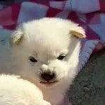 [강아지] <b>인절미</b>는 참지 않는답니다