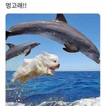 여름<b>쿨톤</b>은 핑크염색 잘받냐
