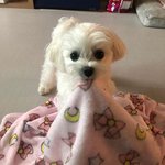 하... 조이 강아지 <b>햇님</b>이