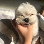 이 사진 강아지 멱 잡는 거 <b>처럼</b> 보여?