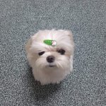[ㅈㄱㄴ] 얘 나한테 관심 있는 거 같음????