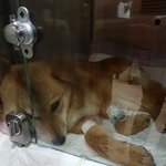 [강아지] 흔한아이가 아닌 특별한 아이로