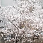 <b>사진o</b> 창문열면 바로 벚꽃보여ㅠㅠ