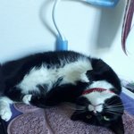 [고양이] 사무실악독한주인34-똑청이