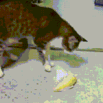 [댓글부탁해] [공식]2020년 네이트판 <b>정모</b> 일정 공지