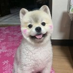 [드루와] <b>울집</b> 강아지 이름 맞춰봐