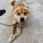 [강아지황구] 우리<b>뚱</b><b>땡</b>이보고가세요~~