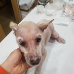 [강아지] 피부병이 심한 <b>사라</b>소식