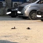 요즘 <b>비둘기들</b> 조카 웃기지 않냐ㅋㅋㅋㅋ