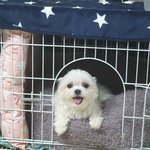 [강아지] 우리집 껌딱지 두마리