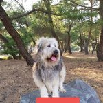 [강아지] 삽살이들 가족이 되어주세요