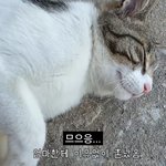[야통이] 이얏호응 하는 고양이 영상좀 봐줘