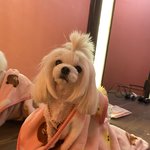 [강아지] 프링이랑 <b>평화</b>로운 일상들
