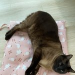 우리집에 냥<b>아치</b> 산다.(+추가)