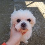 [강아지] <b>미용</b>된채 보호소로 들어온 말티즈