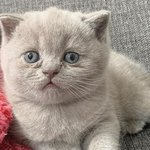 [고양이] 집사 심쿵하게 만든 브리티쉬 숏헤어 아기 고양이