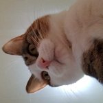 [MBTI] <b>enfp</b>가 본 intj 발리는 점