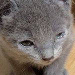 [고양이] 고양이 <b>결막염</b>인가요 ㅠㅠㅠ
