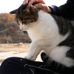 귀여운 사진 달<b>고강</b>