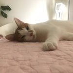 [고양이] <b>우주</b> 귀여운것도 보러올래?