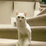 <b>집사</b>도 이해하기 힘든 냥이 이상행동
