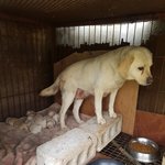 [강아지] <b>출산</b>한 리트리버 <b>소식</b>
