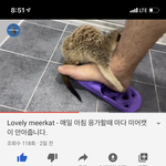 요새 <b>미어캣</b> 대세인가봐....