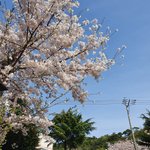 [드루와] 아까 집에 <b>오다</b> 벚꽃찍었어