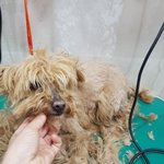 [강아지] 농<b>수로</b>에서 구조된 아이 치료 좀 도와주세요