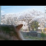 고양이와 #벚꽃구경~ ^^)v