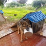 [강아지] 밥그릇을 물고있던 세<b>퍼트</b>