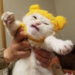 <b>급식</b> <b>배달</b>해주신다면 영양사 바꿔주세요