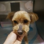 [강아지] 농<b>수로</b>에서 구조된 아이 소식