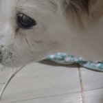 [강아지] <b>저번</b>에 2002년생 울집 댕댕쓰 인증한다.