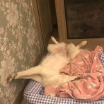 <b>울집</b> 강아지 개 특이하게 잠