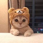 얘들아 테런 브이아이피<b>상점</b>