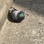 잡혀갈 <b>각오</b> 하고 올림 ㅇㅇ