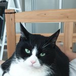 [고양이] 8년전 들려 들어온 돌인데...