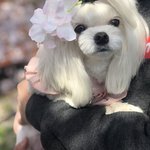 [강아지] 프링이랑 <b>평화</b>로운 일상 두번째