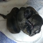 [강아지] 짜장 잔뜩 묻을 삼둥이들1