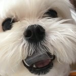 <b>옷</b> 털다가 날라간 뚜껑을 강아지 <b>입</b> 속에서