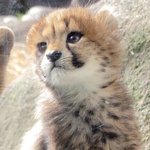 [댓글부탁해] <b>미백</b>크림 짱은 블러팡 아니냐....